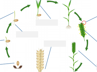 The life cycle and growth of wheat