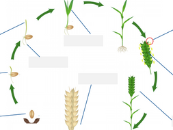 The life cycle and growth of wheat | Teaching Resources