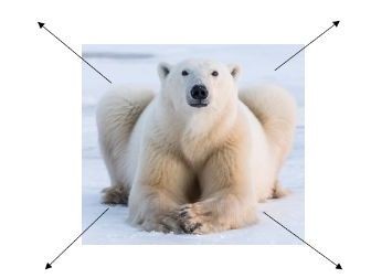 Polar Bear Sheet