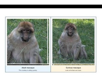 Barbary Macaque Photo Flashcards | EYFS & KS1 | Original Photos | SEND Inclusive