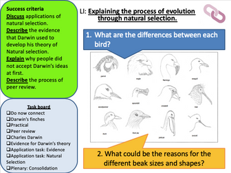 KS3 Evolution (AQA Activate)