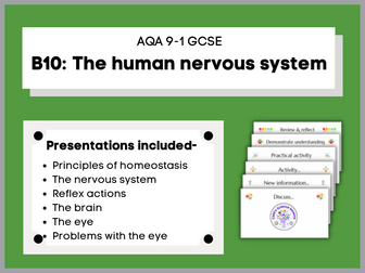 B10 The human nervous system