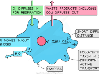 Transport in Single Celled Organisms