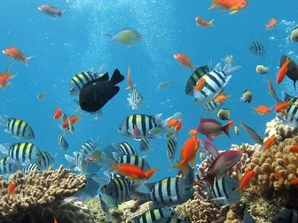 GCSE 9-1; Ecosystems - threats to coral reefs in St Lucia