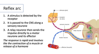 The stimulus response model- A Level Biology | Teaching Resources