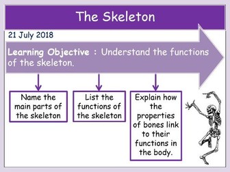 The Skeleton (KS3 organisms)