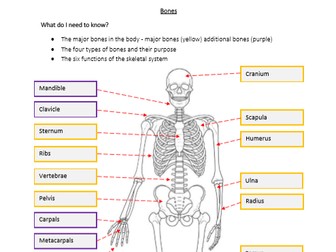 GCSE PE - Paper 1 - Student worksheet pack | Teaching Resources