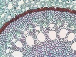 Biology Module 3.3 - Transport in Plants - OCR Revision Packs