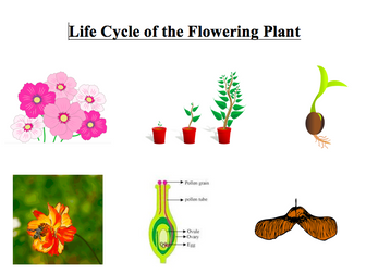 Flowering plant resources