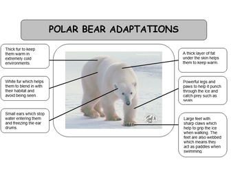 Animal adaptation fact cards KS2