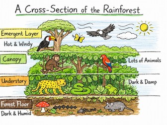 Y4 Geography - Rainforest - Lesson 3 Layers of the Rainforest