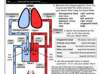 Circulatory System KS3 Science WHOLE LESSON RESOURCE