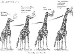 CB4b Edexcel 9-1- Darwin's theory - Lesson 1