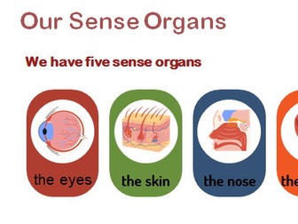 The Human Body and Five Senses – Lesson Pack