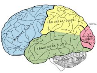 A-level Psychology: Biological Notes