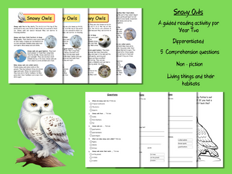 Guided Reading Comprehension Year Two : Snowy Owls (non-fiction)