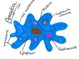 Unicellular organism Amoeba, Paramecium, Euglena, Volvox diagram/posters rubric.