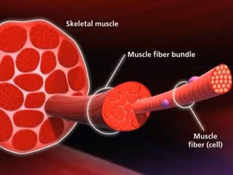 MUSCLE STRUCTURE, MUSCLE FIBER TYPES , CONTRACTION MECHANISM OF SKELETAL MUSCLE AND JOINTS