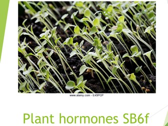 Edexcel SB6f - Plant hormones