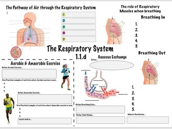 Respiratory System GCSE PE (OCR 1.1.d) Revision Sheet
