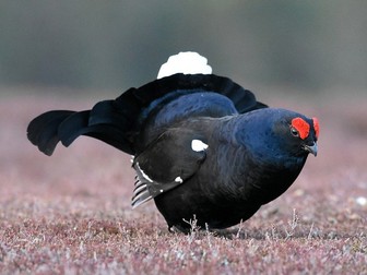 Action Countryside-Fighting for black grouse