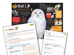 Non chronological report examples for grade 3 picture