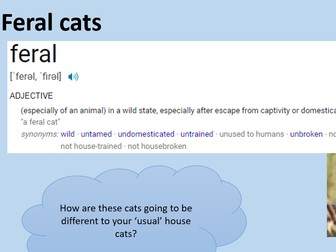 Brilliant Publications - Feral Cats PPT