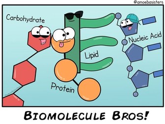 Biological Molecules full resources