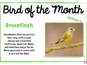 Bird of the month posters for the whole year!