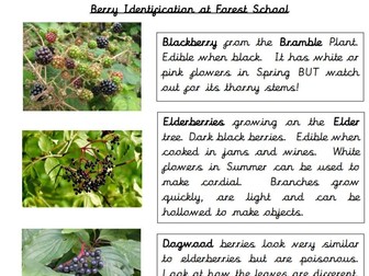 Berry Identification - Autumn - Forest School