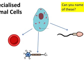 AQA GCSE Combined Science - Cell Specialisation