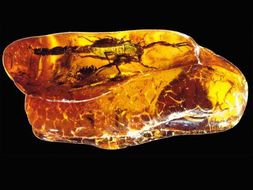 Presentation about Fossilisation, law of superposition, absolute and relative dating, earth