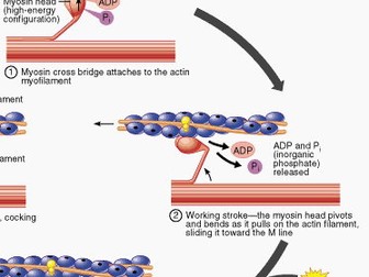 A level Biology OCR animal responses - Sliding filament theory