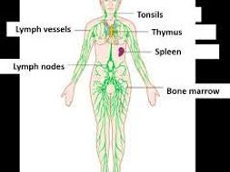 Lymphatic system without labels