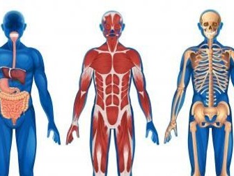 Revision guide to Anatomy and physiology Skeletal, muscular, respiratory and Cardiovascular system