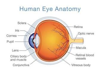 Health and Social Care Unit 4 anatomy LO6 The eye