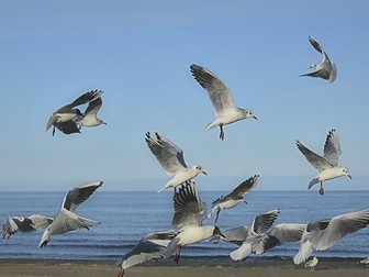 Initial Assessment for learners studying English as a second language