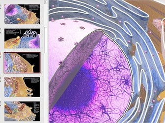 Ultrastructure of Eukaryotic Cells A-Level Biology