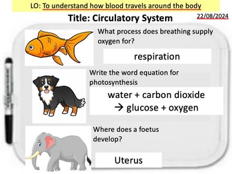 Year8 Science Biology Circulatory System