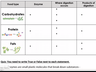 Enzymes in digestion