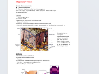 Integumentary system