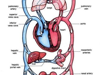 THE HUMAN CIRCULATORY SYSTEM
