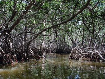 Saving mangrove forests. A case study of mangrove conservation in Chilaw Lagoon Sri Lanka