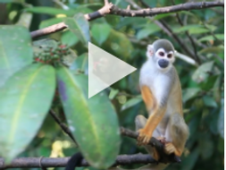 Exploring Ecosystems: Tropical Rainforest Diversity