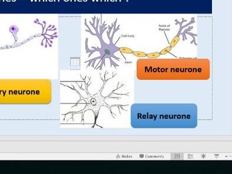 Reflex arc GCSE edexcel