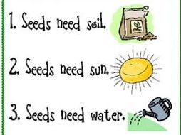 Primary Ks1 Science How To Plant A Seed By Sheath19 308 Primary Ks1 Science How To Plant A Seed