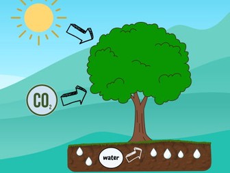 The Photosynthesis Process (A2 42cm x 59.4cm Poster)
