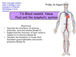 7.6 Blood vessels, tissue fluid and lymph A-level biology NEW OCR