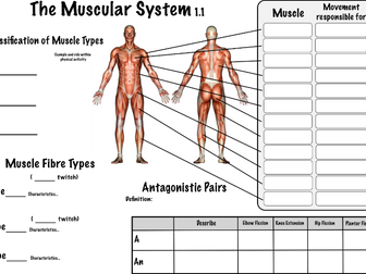 Muscular System GCSE PE (Edexcel) Revision Sheet