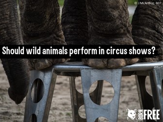 Should wild animals perform in circus shows? Short scheme of work for KS2. Born Free Foundation.